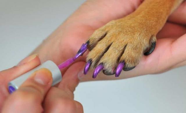 Smalto su unghie di cani e gatti: ecco le foto