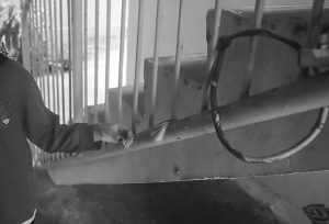Impicca il gatto del vicino alle scale del condominio, proprietario distrutto