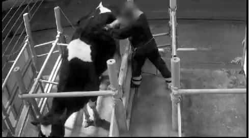 Infilano il braccio nello stomaco della mucca tramite oblò: scandalo in Francia