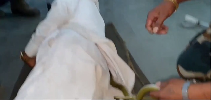 Ha un serpente nella maglietta: lo estraggono mentre dorme
