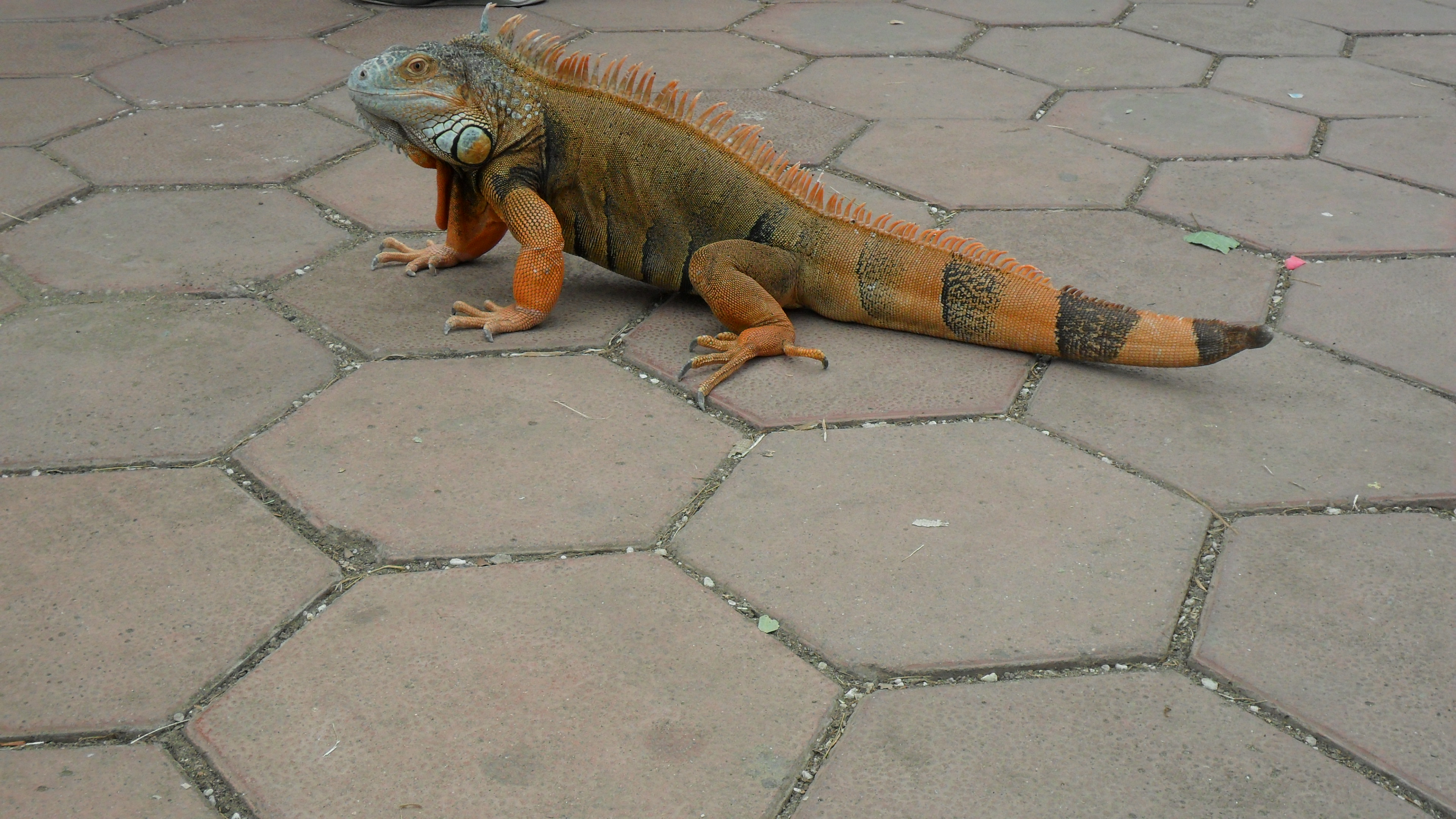 Iguana lunga 1 metro per le vie del centro: il proprietario rischia grosso
