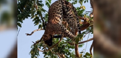 Trovato leopardo con il volto carbonizzato: il mistero ha una spiegazione incredibile