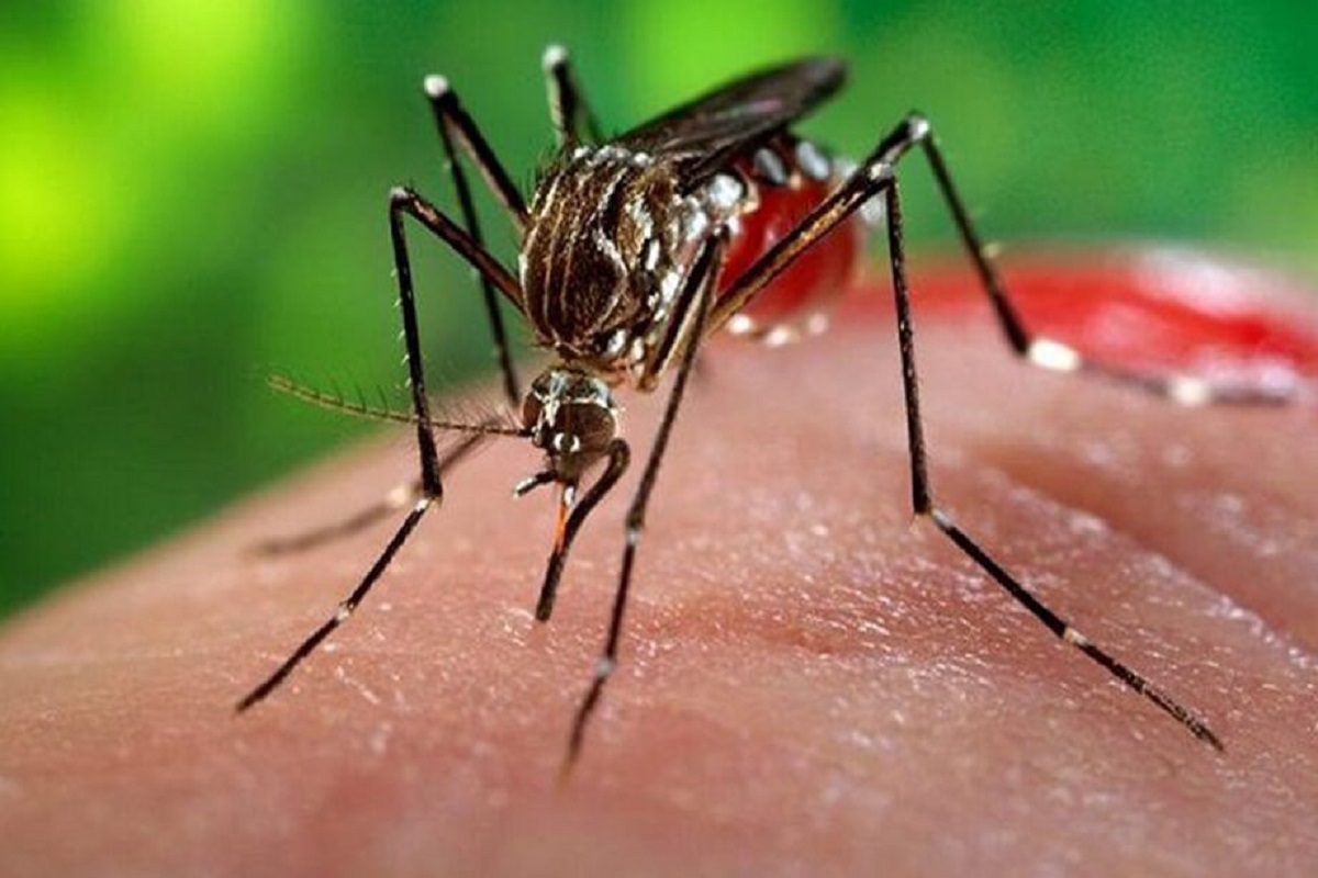 Zanzara del Nilo come riconoscerla: quali sono i sintomi della febbre del Nilo e come ci si contagia