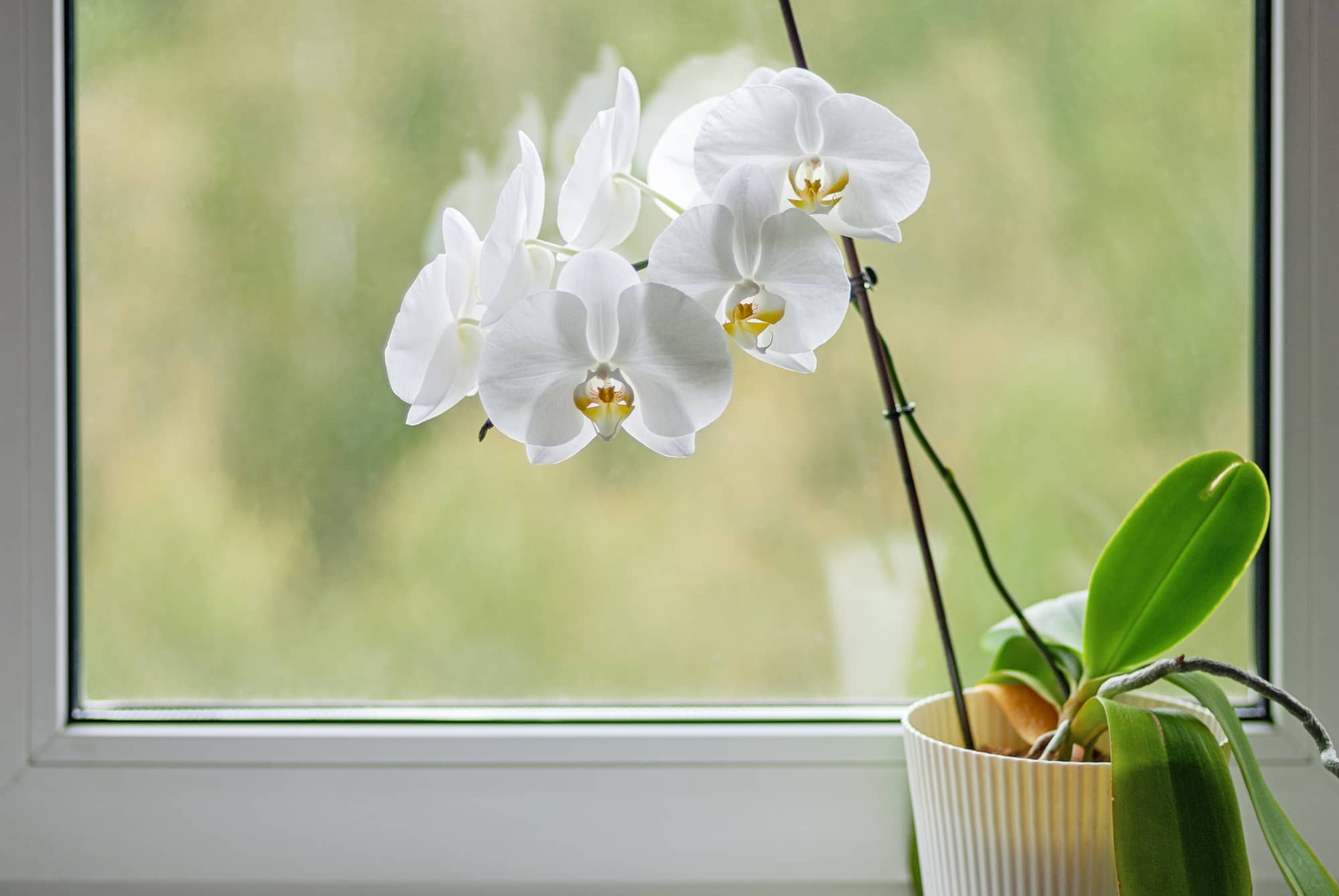 Come curare le orchidee: come farle riprendere e come farle rifiorire