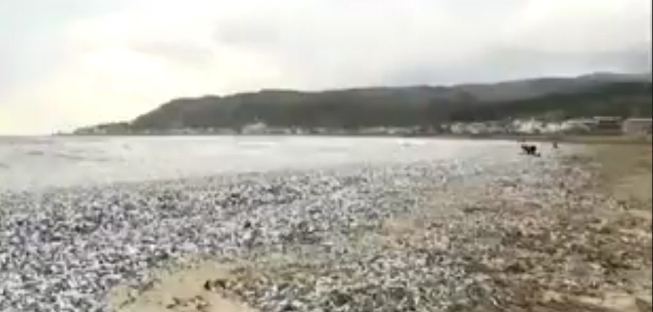 Pesci morti Giappone cause: foto sconvolgenti